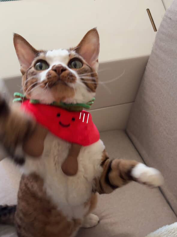 Tomato - Pet Bandana