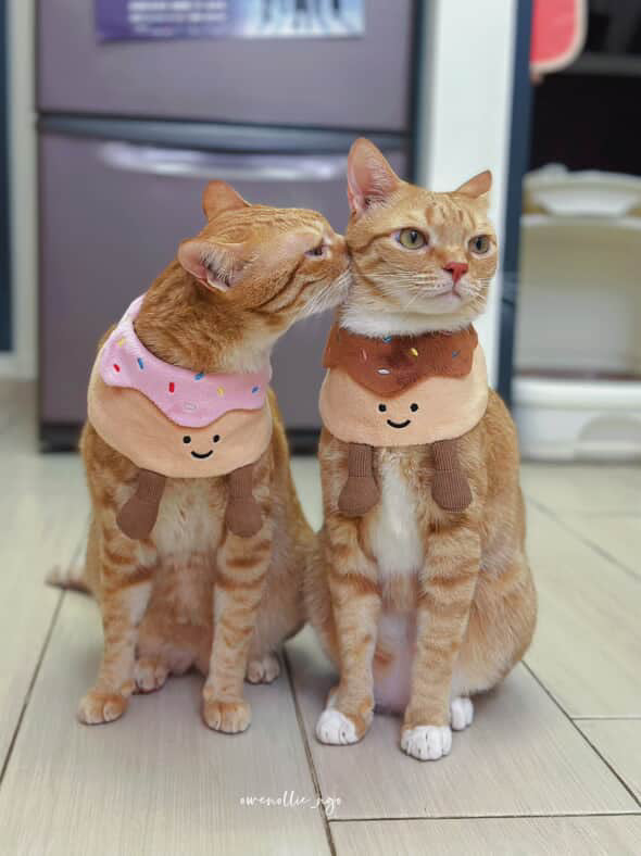 Donut (Strawberry) - Pet Bib