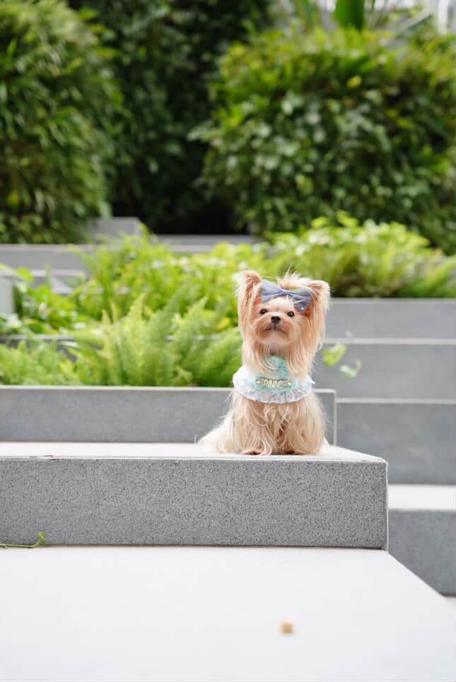 Custom Pet Bandana - Azure Garden