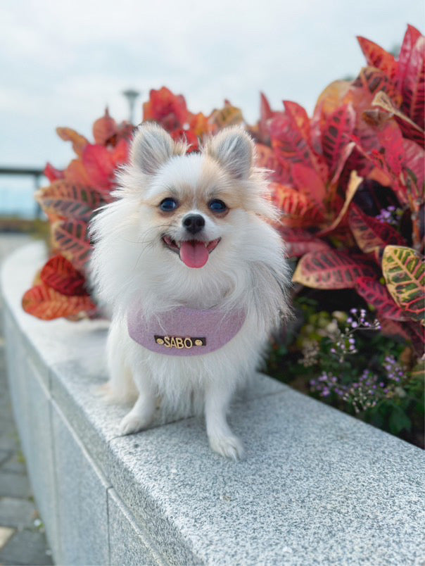 Custom Pet Bandana - Lavender Bliss