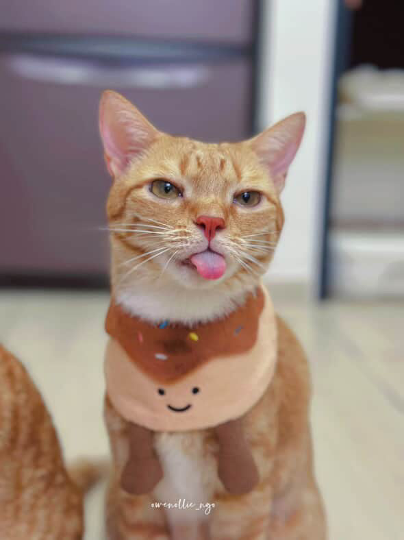 Donut (Chocolate) - Pet Bib