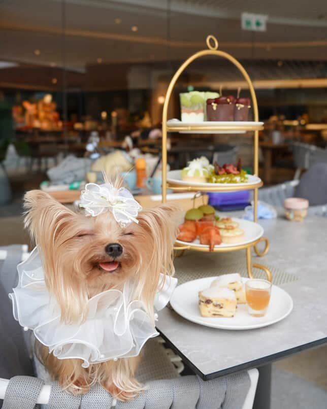 Royal Satin Bloom White - Custom Pet Bandana