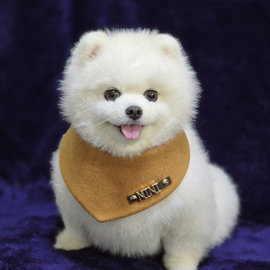 Custom Pet Bandana - Tangerine Dream