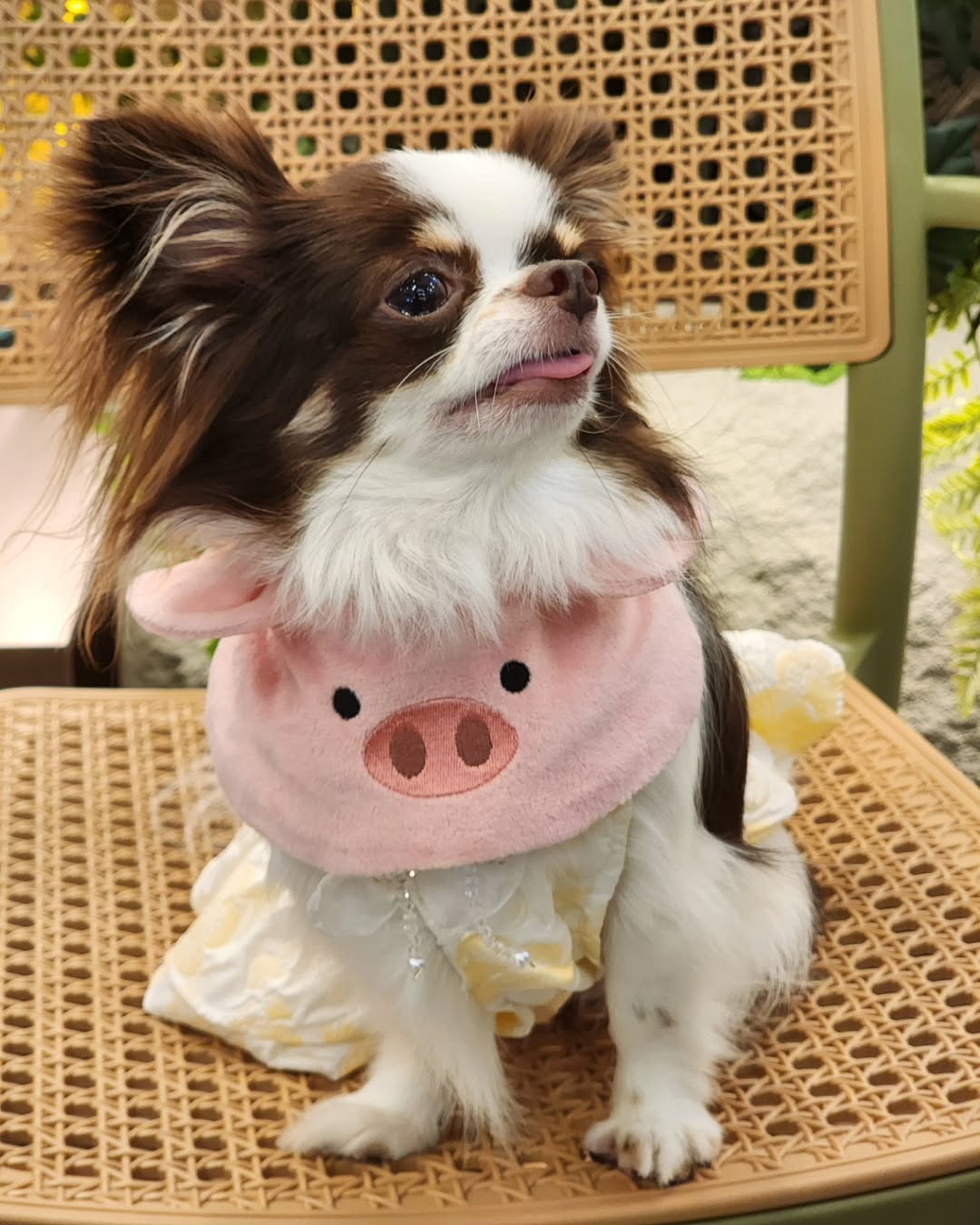 Pig - Pet Bandana
