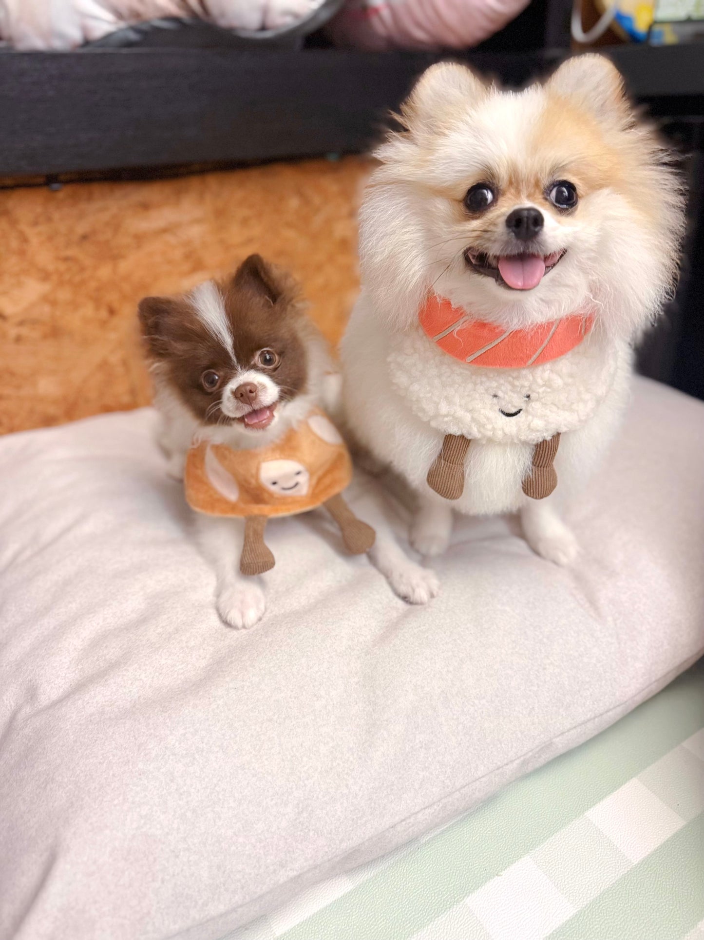 Salmon Nigiri - Pet Bandana