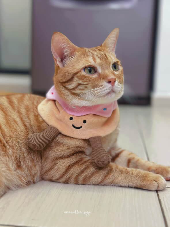 Donut (Strawberry) - Pet Bandana