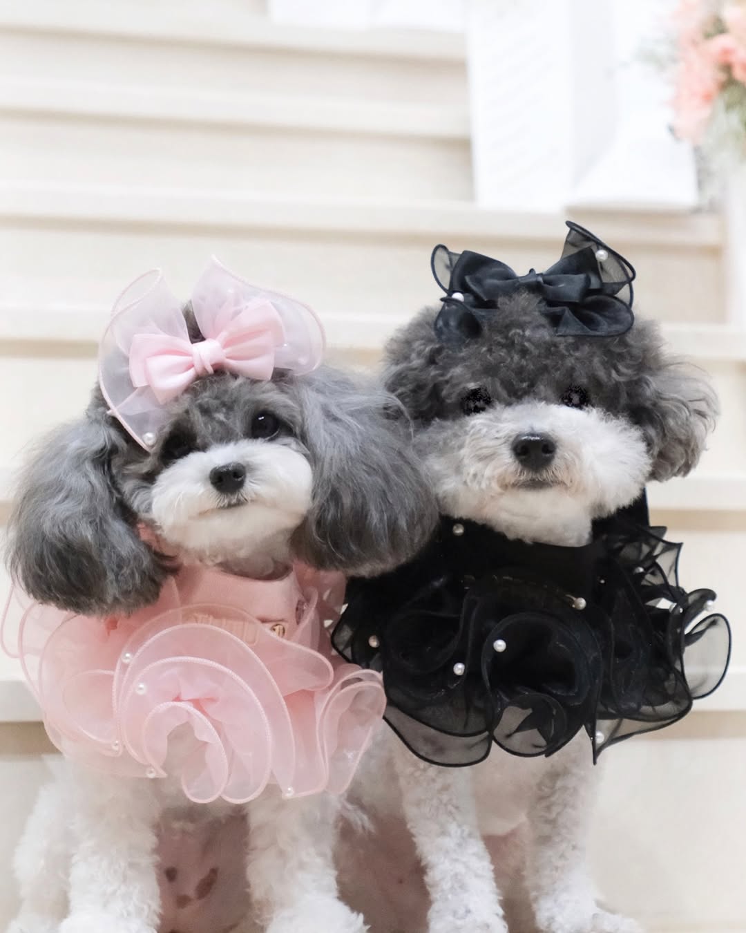 Royal Satin Bloom Black - Custom Pet Bandana