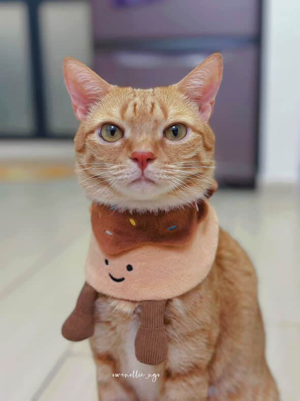 Donut (Chocolate) - Pet Bib