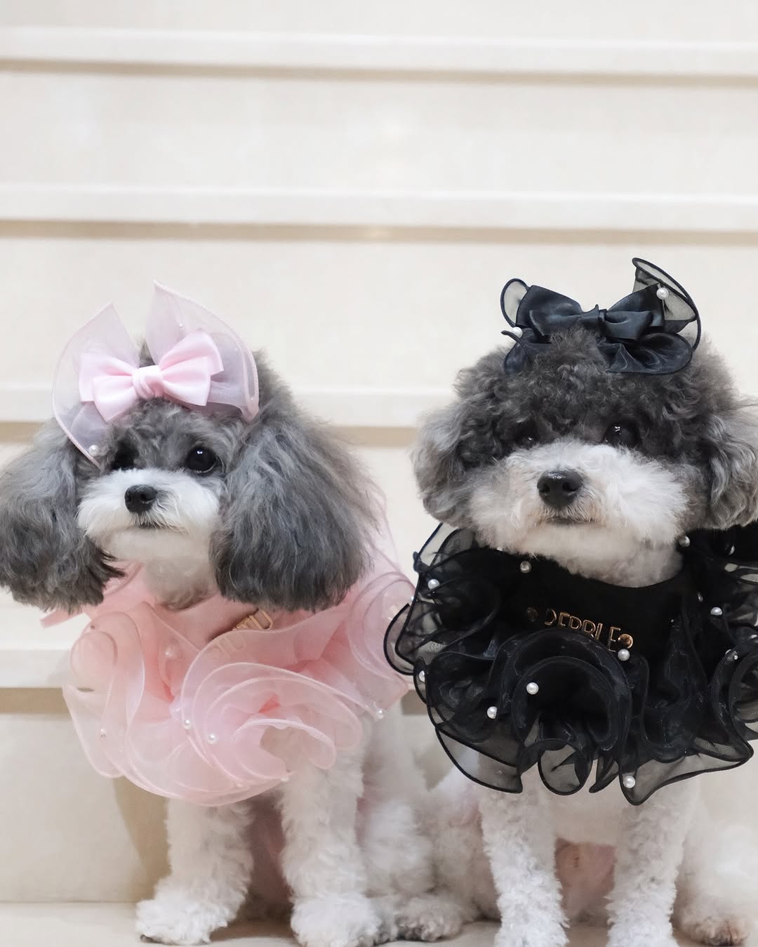 Royal Satin Bloom Black - Custom Pet Bandana