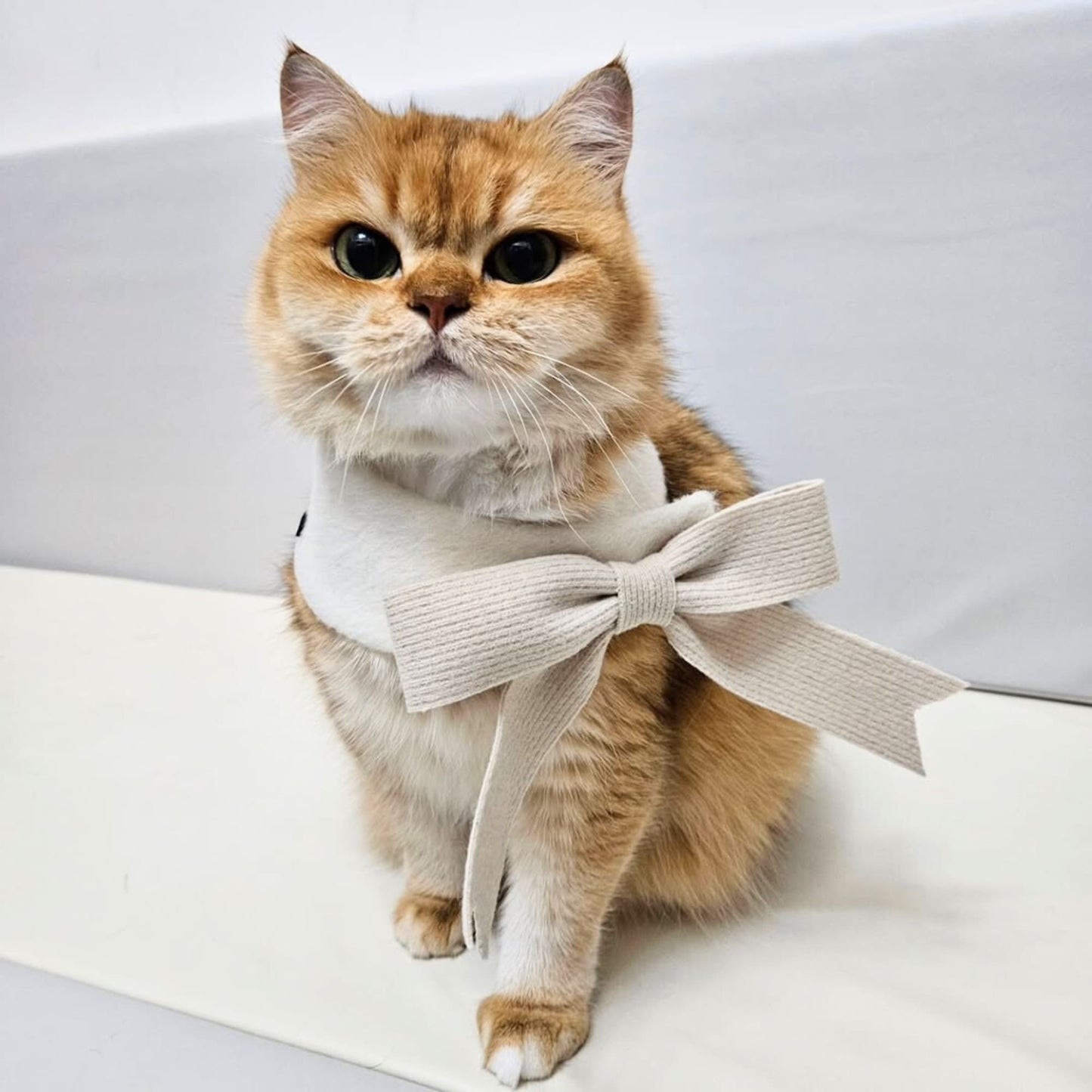 Custom Pet Bandana - Snowy Puff