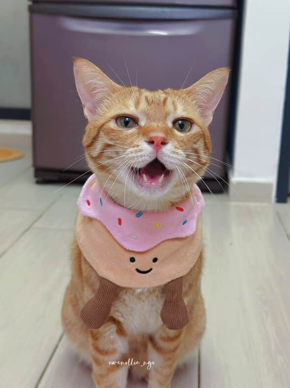 Donut (Strawberry) - Pet Bandana