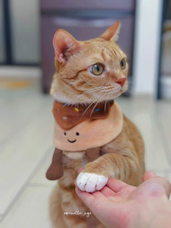 Donut (Chocolate) - Pet Bib
