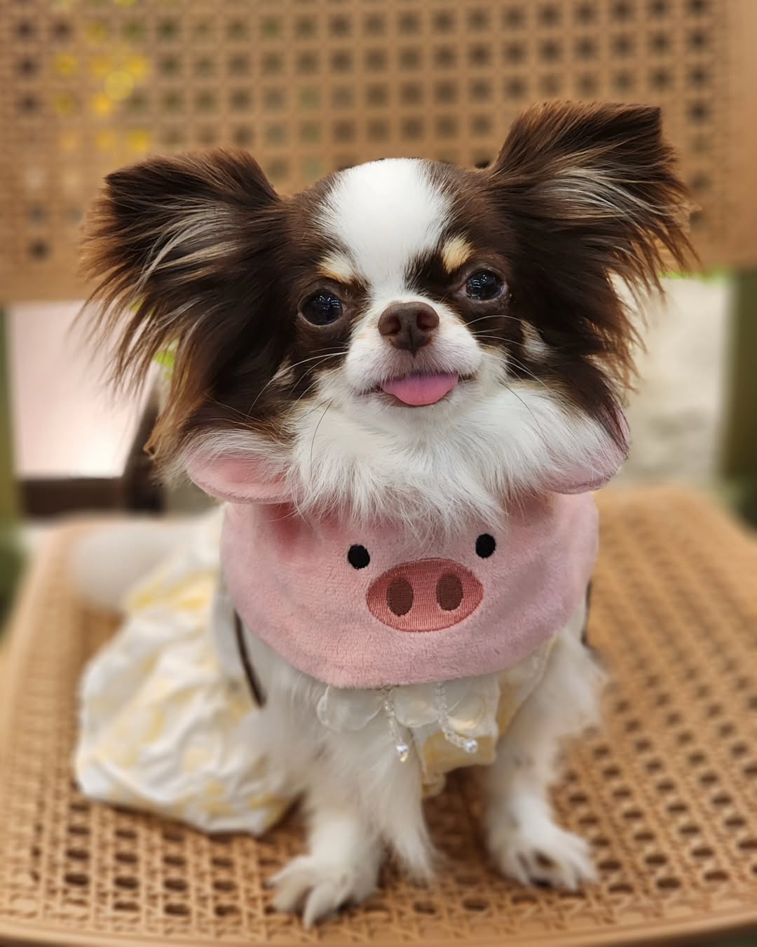 Pig - Pet Bandana