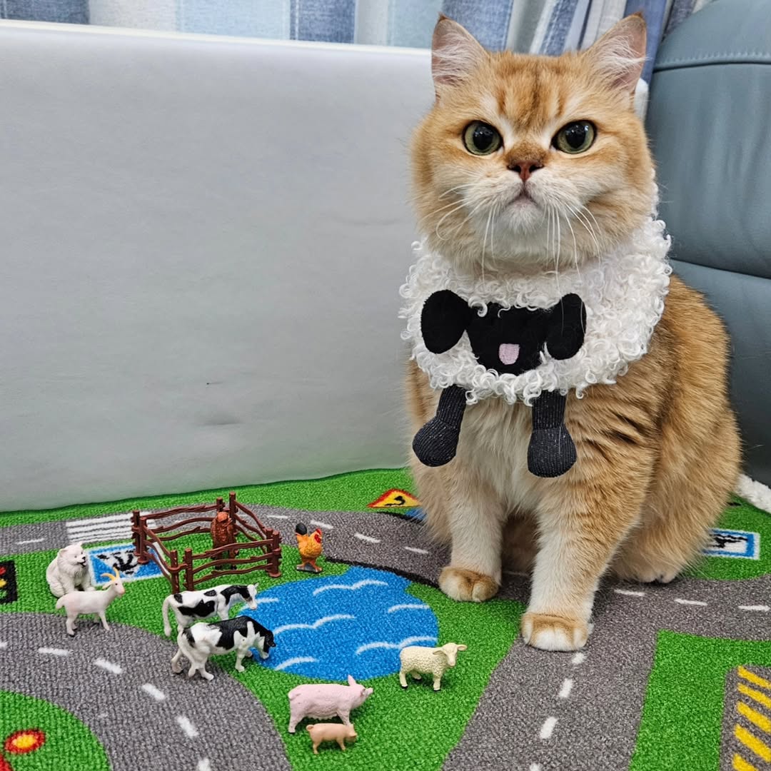 Valais Blacknose Sheep - Pet Bandana