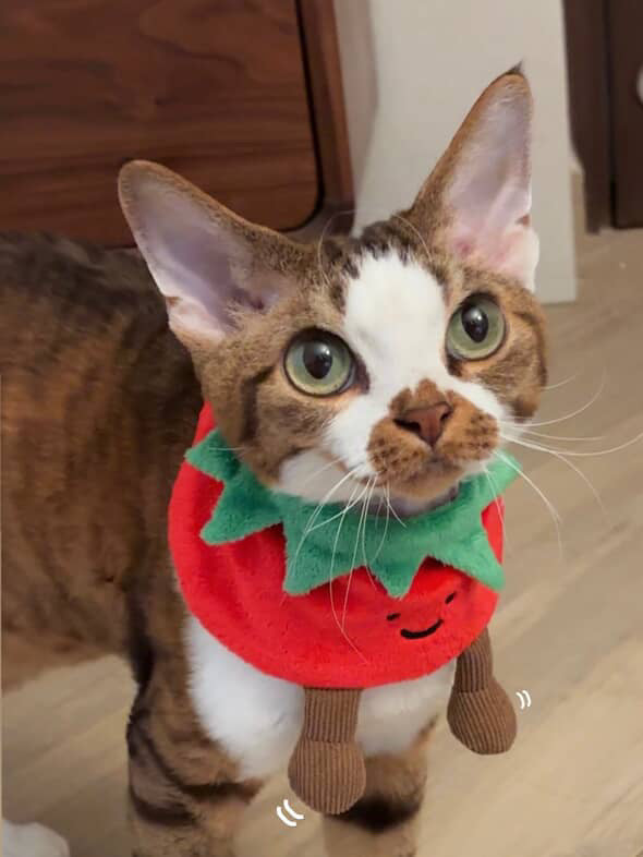 Tomato - Pet Bandana
