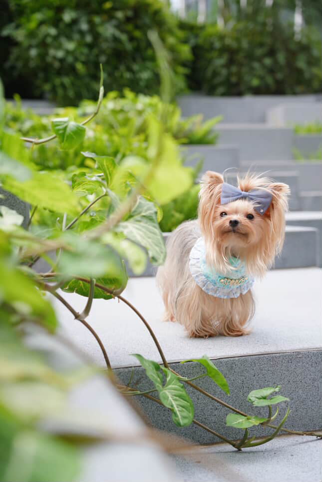 Custom Pet Bandana - Azure Garden
