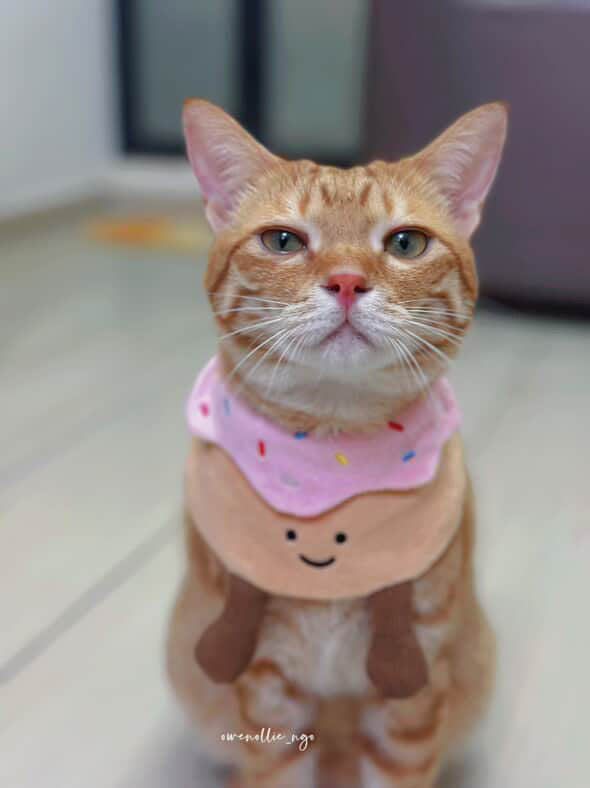 Donut (Strawberry) - Pet Bandana