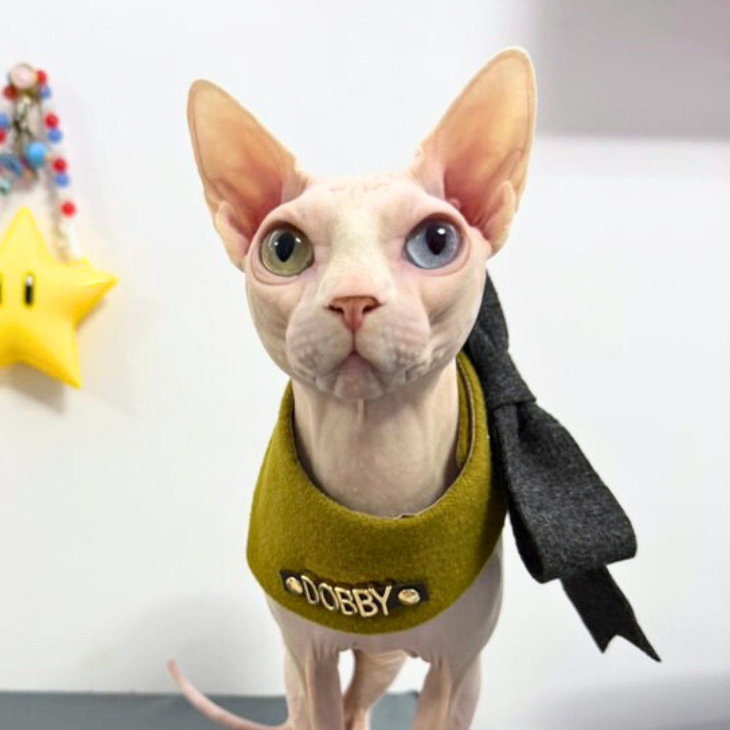 Custom Pet Bandana - Oliver Whisper