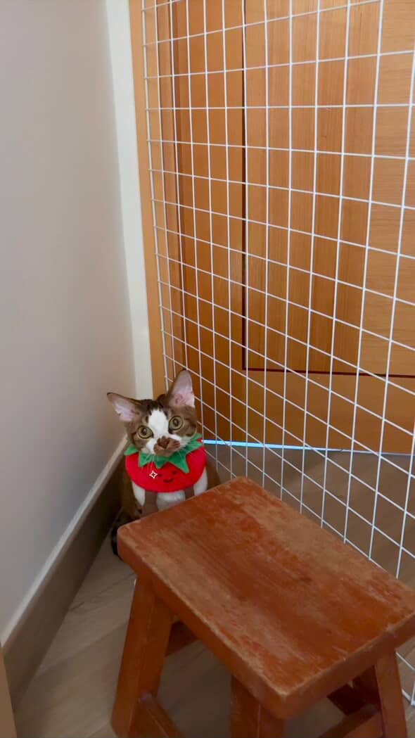 Tomato - Pet Bandana
