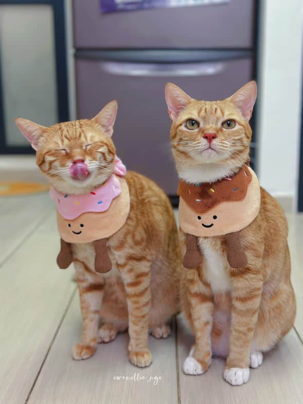 Donut (Strawberry) - Pet Bib