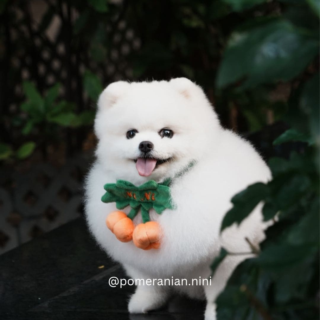 2 Little Pumpkins - Pet Bib