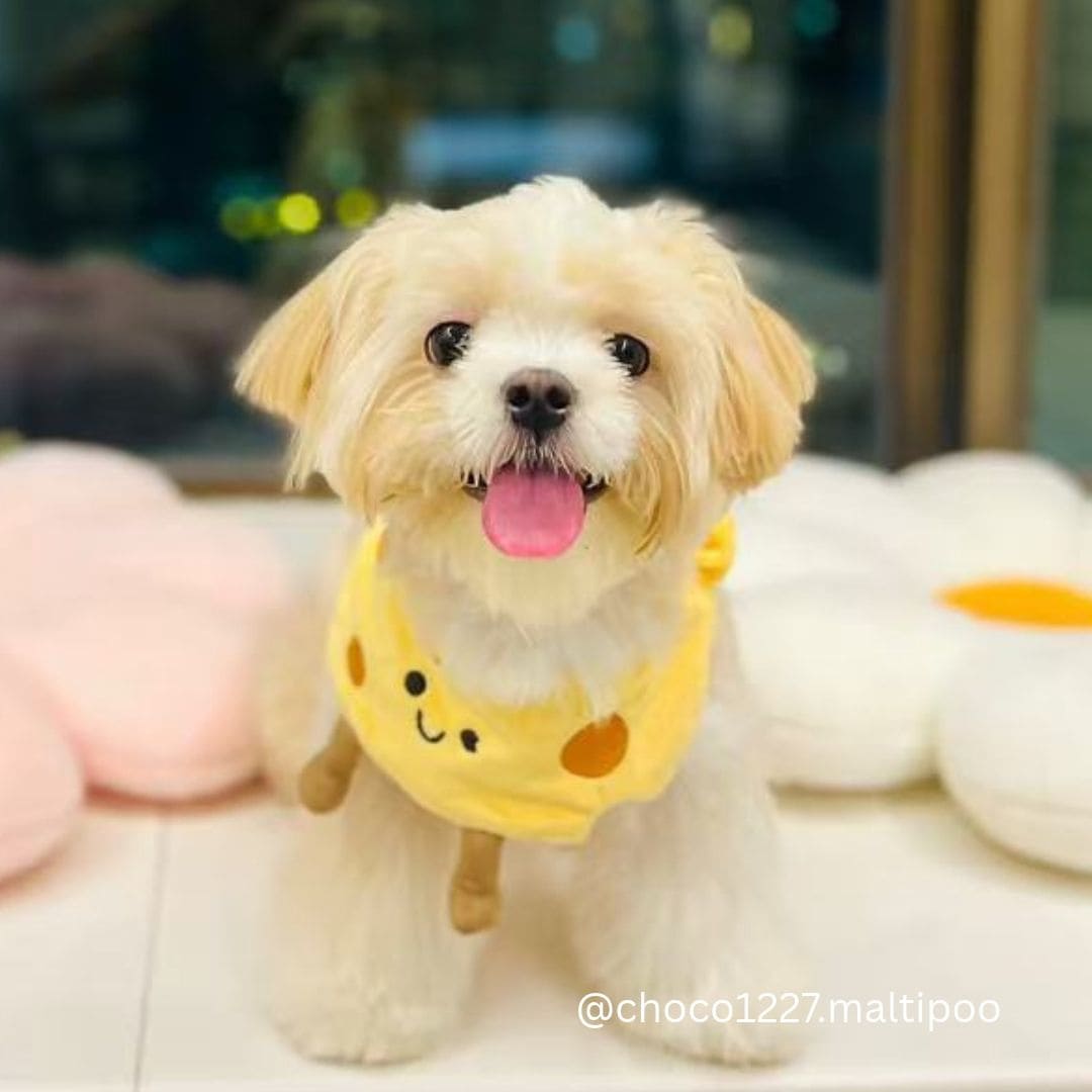 Cheese- Pet Bib