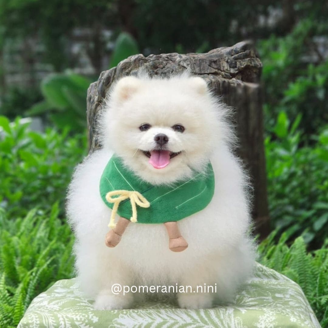 Zongzi - Pet Bib