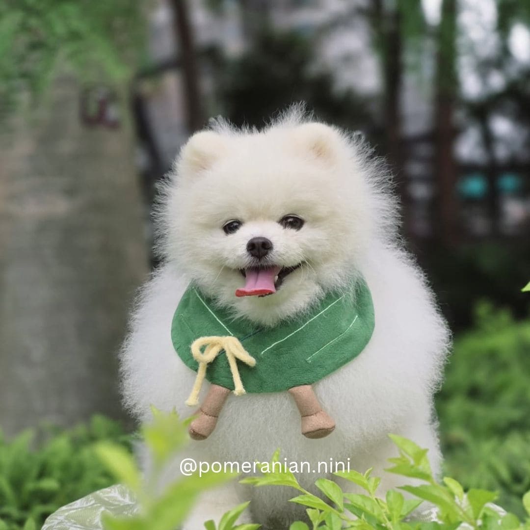 Zongzi - Pet Bib