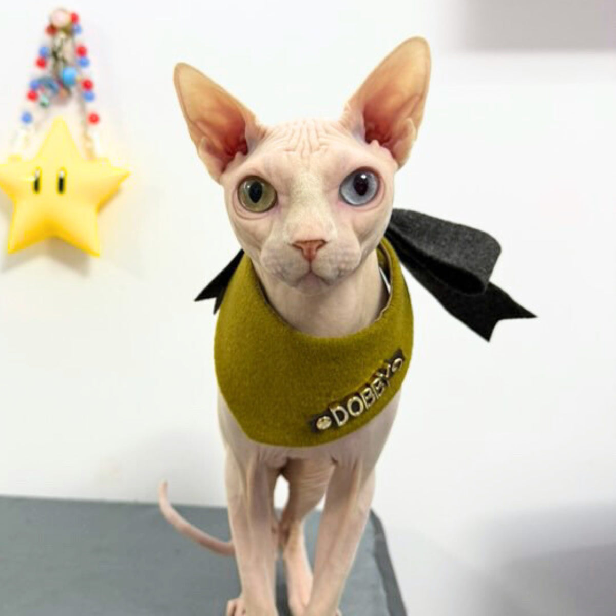 Custom Pet Bandana - Oliver Whisper