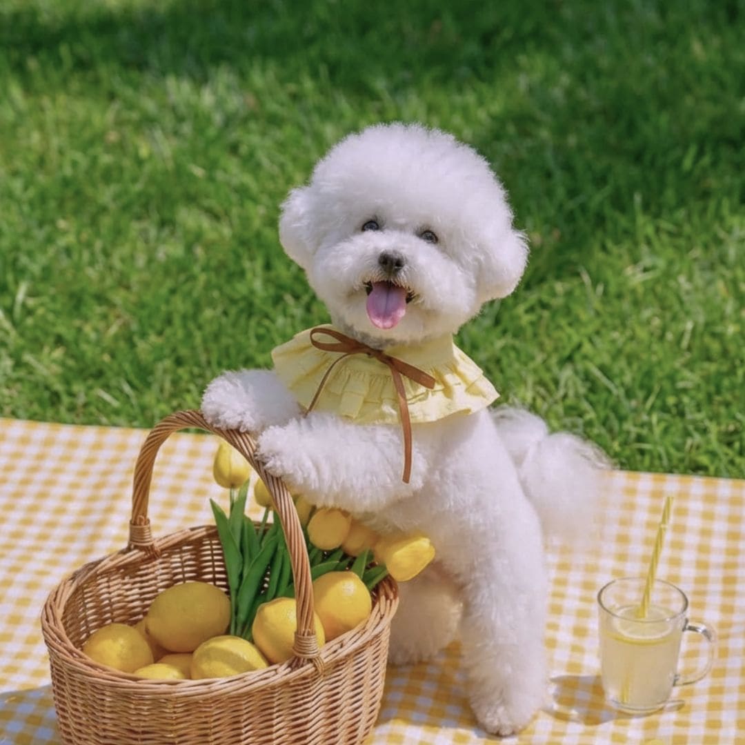 Summer Whisper (Honey) - Pet Bib