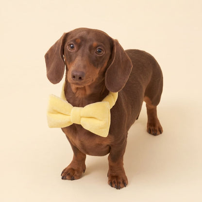 The Bow Tie (Yellow) - Pet Bib