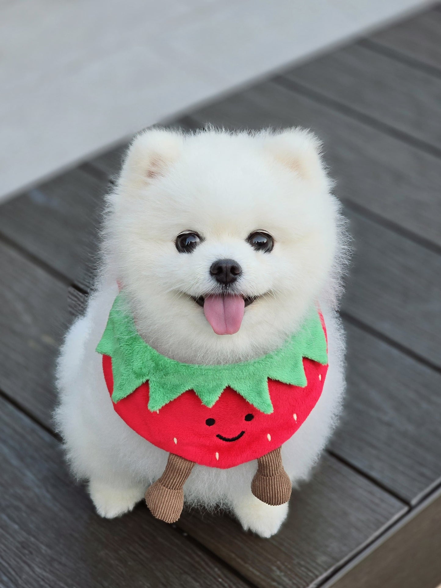 Strawberry - Pet Bandana