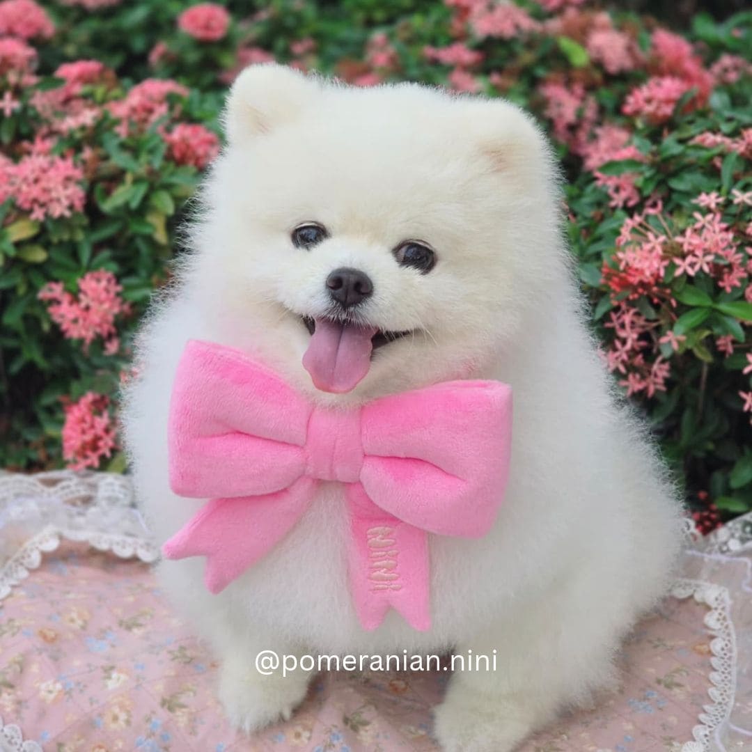 The Bow (Pink) - Pet Bib