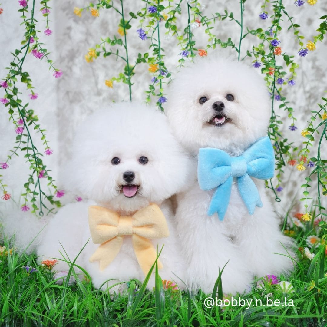 The Bow (Yellow) - Pet Bib