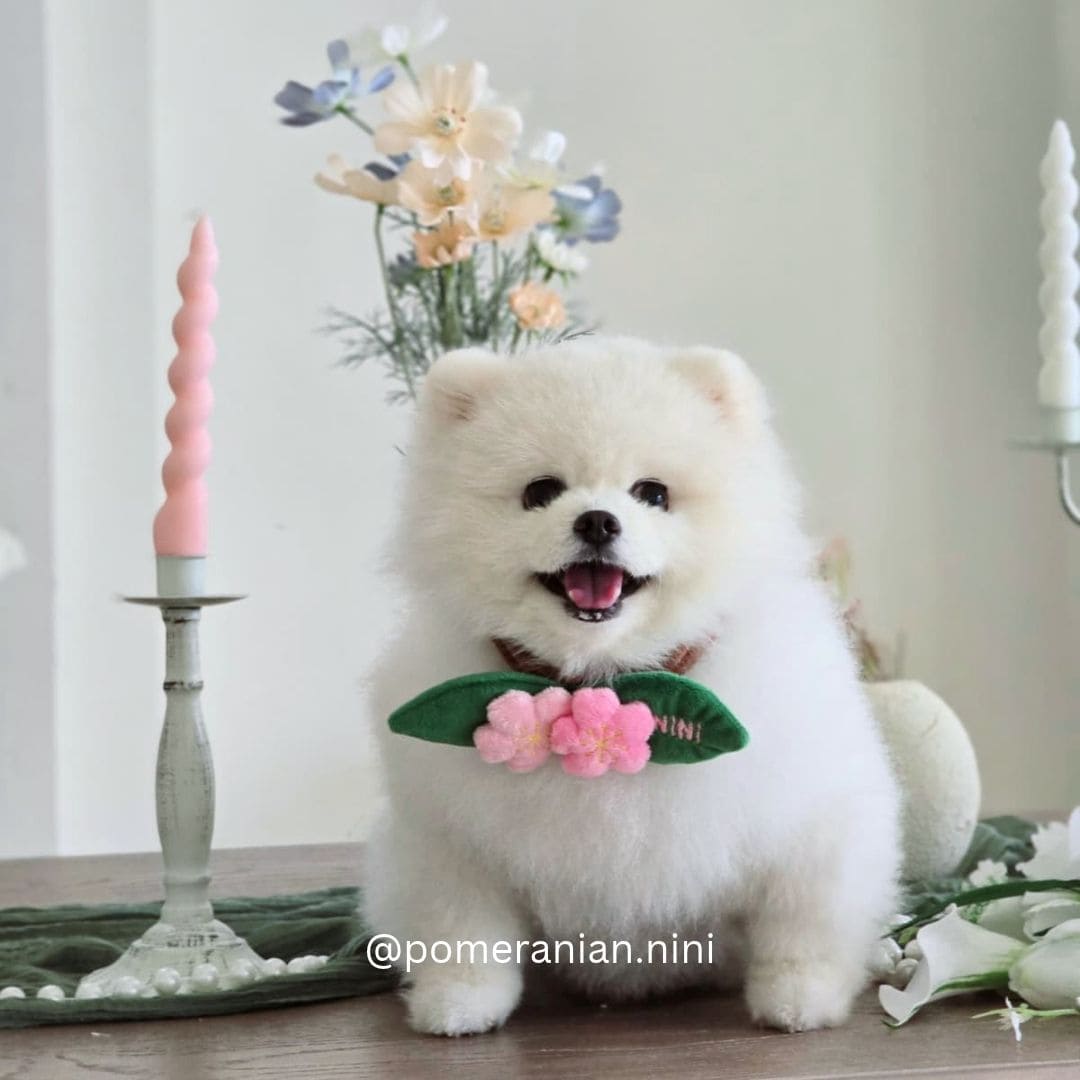Sakura - Pet Bib