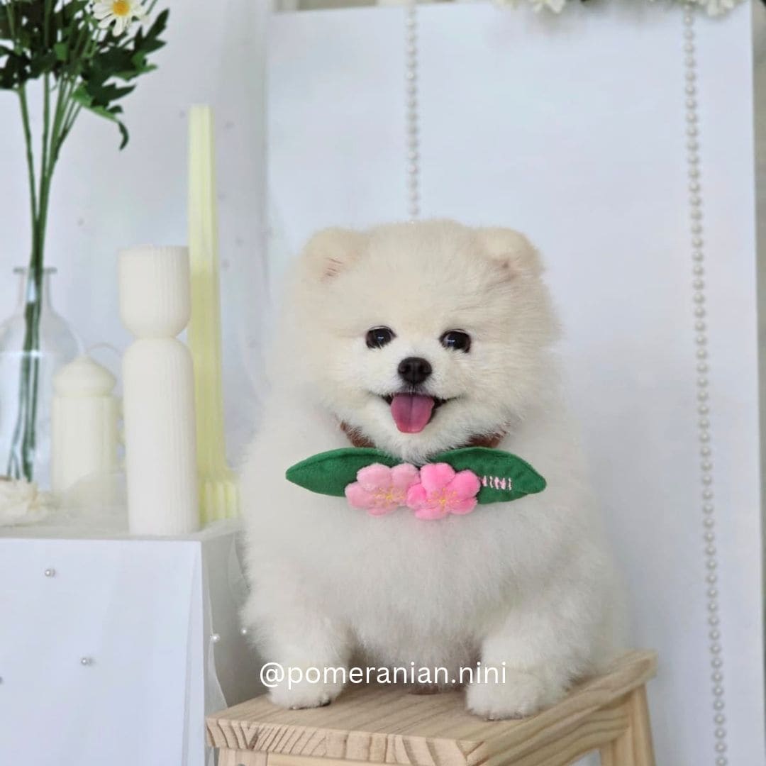 Sakura - Pet Bib