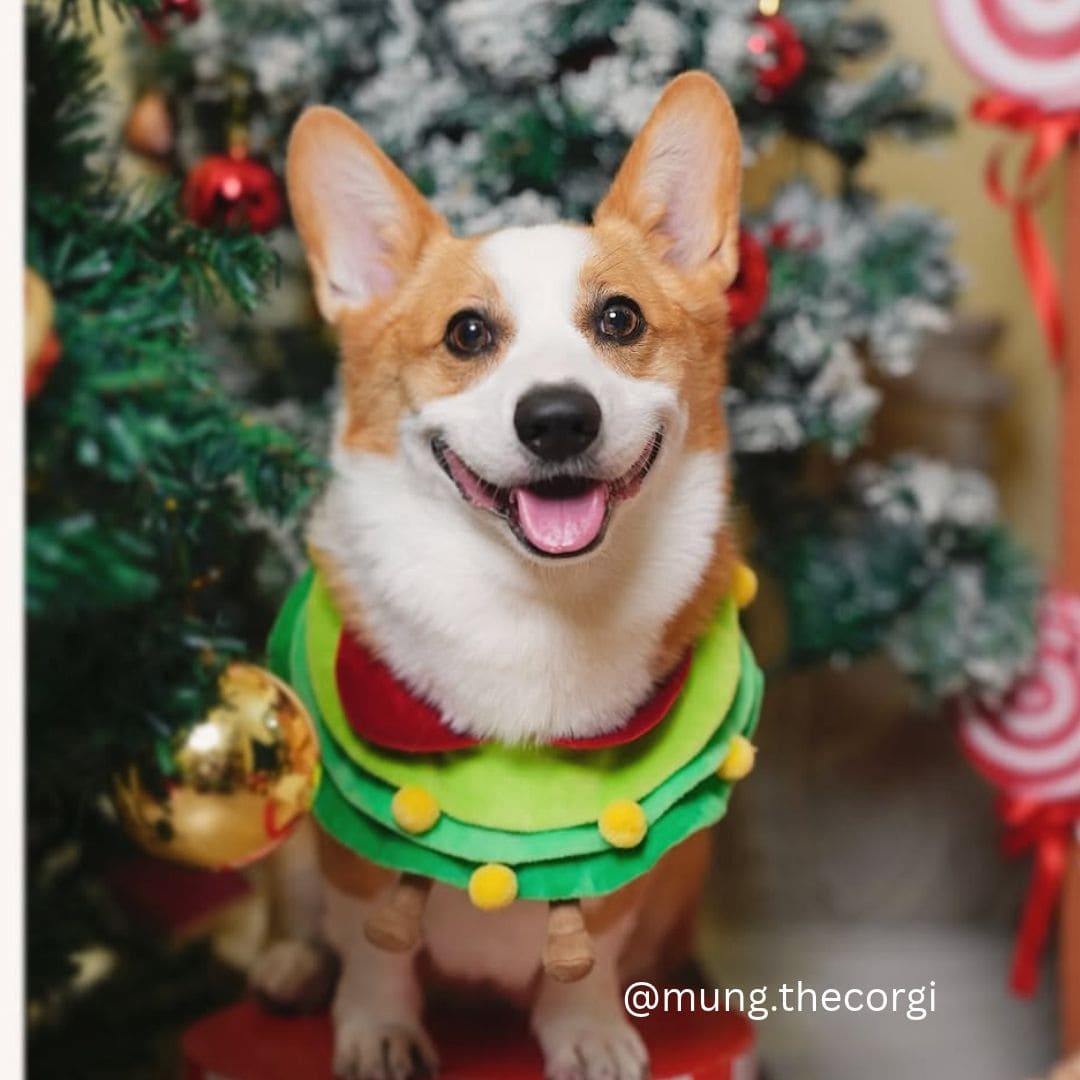 Xmas Tree - Pet Bib