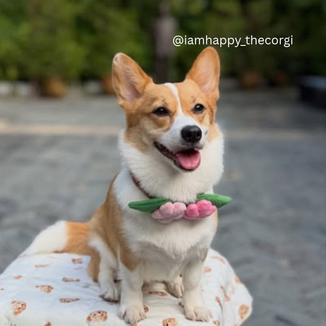 Sakura - Pet Bib