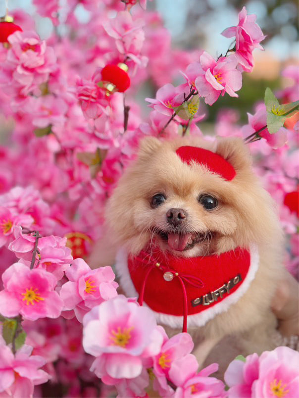 Custom Pet Bandana - Chinese Red