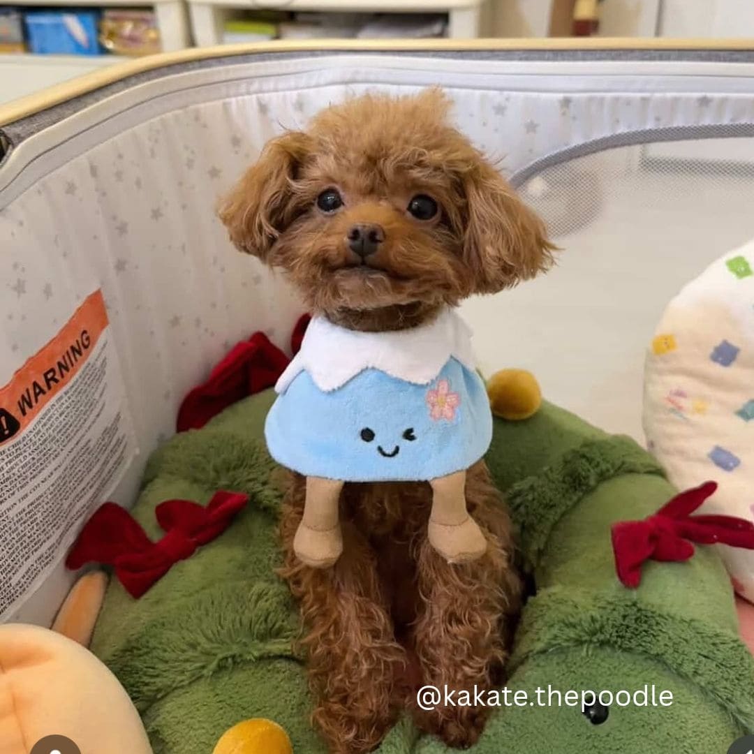 Mount Fuji - Pet Bib