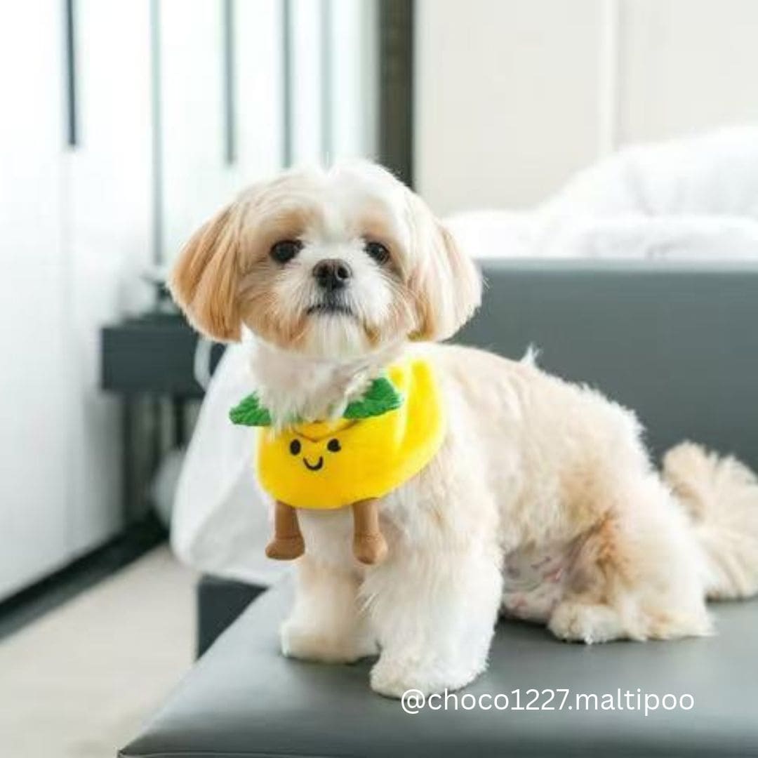 Lemon - Pet Bib