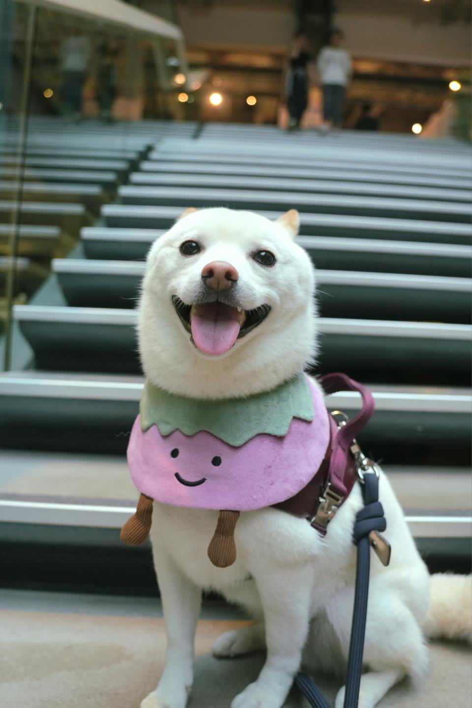 Eggplant - Pet Bandana