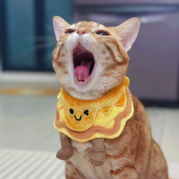 Lava Custard Mooncake - Pet Bib