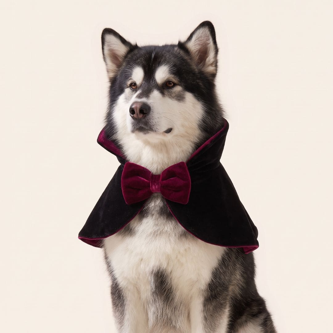 Vampire Cape- Pet Bib