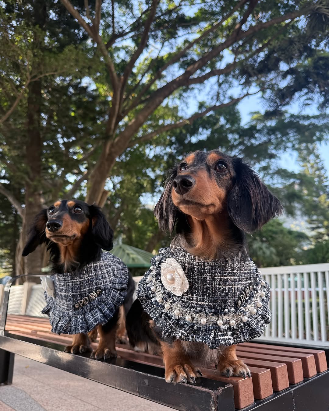 Custom Pet Bandana - Elegance In Blue