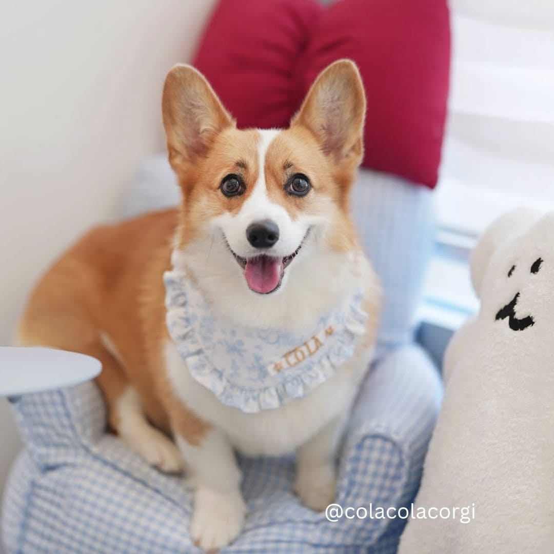 Soft Touch (Rabbit) - Pet Bib