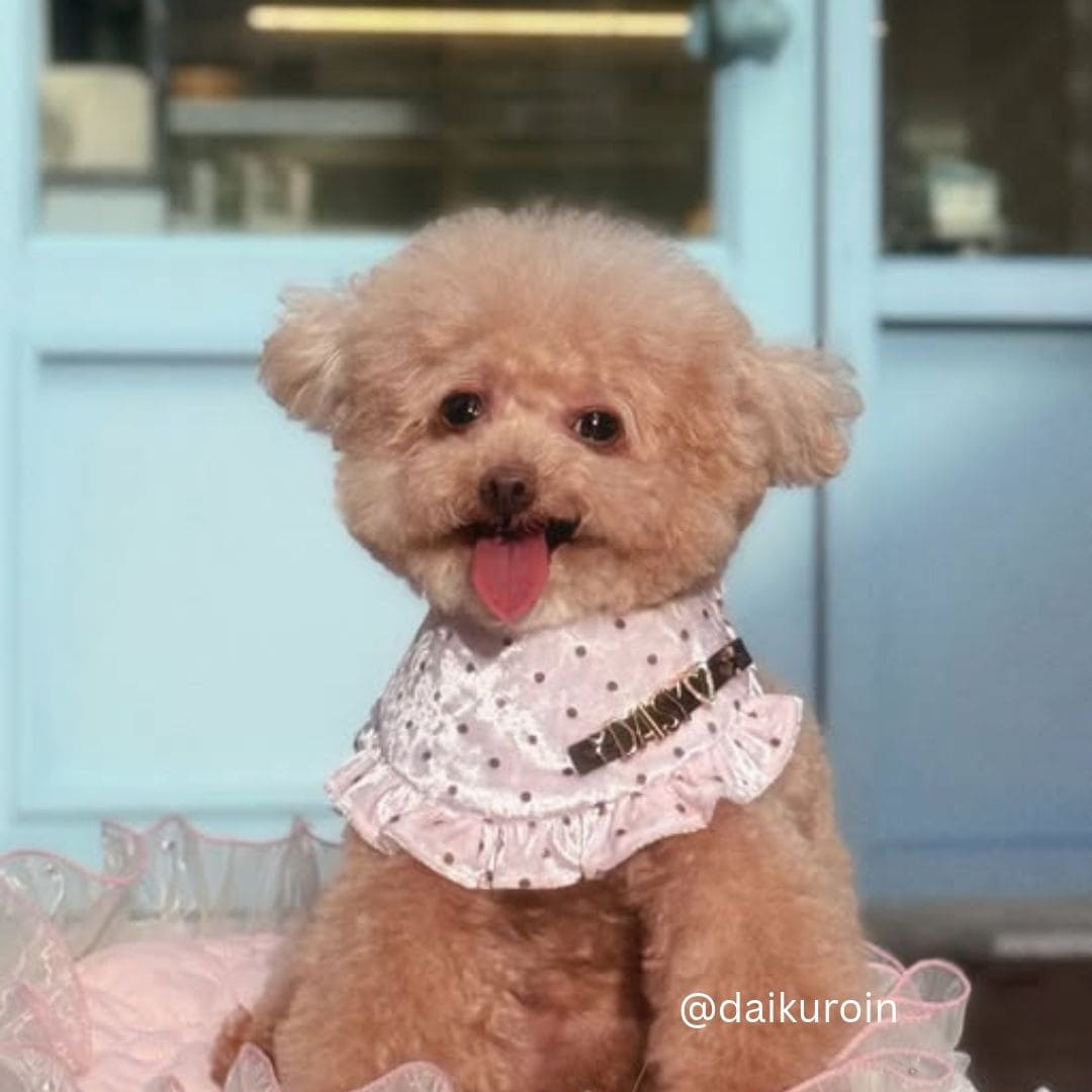Soft Touch (Blush) - Pet Bib