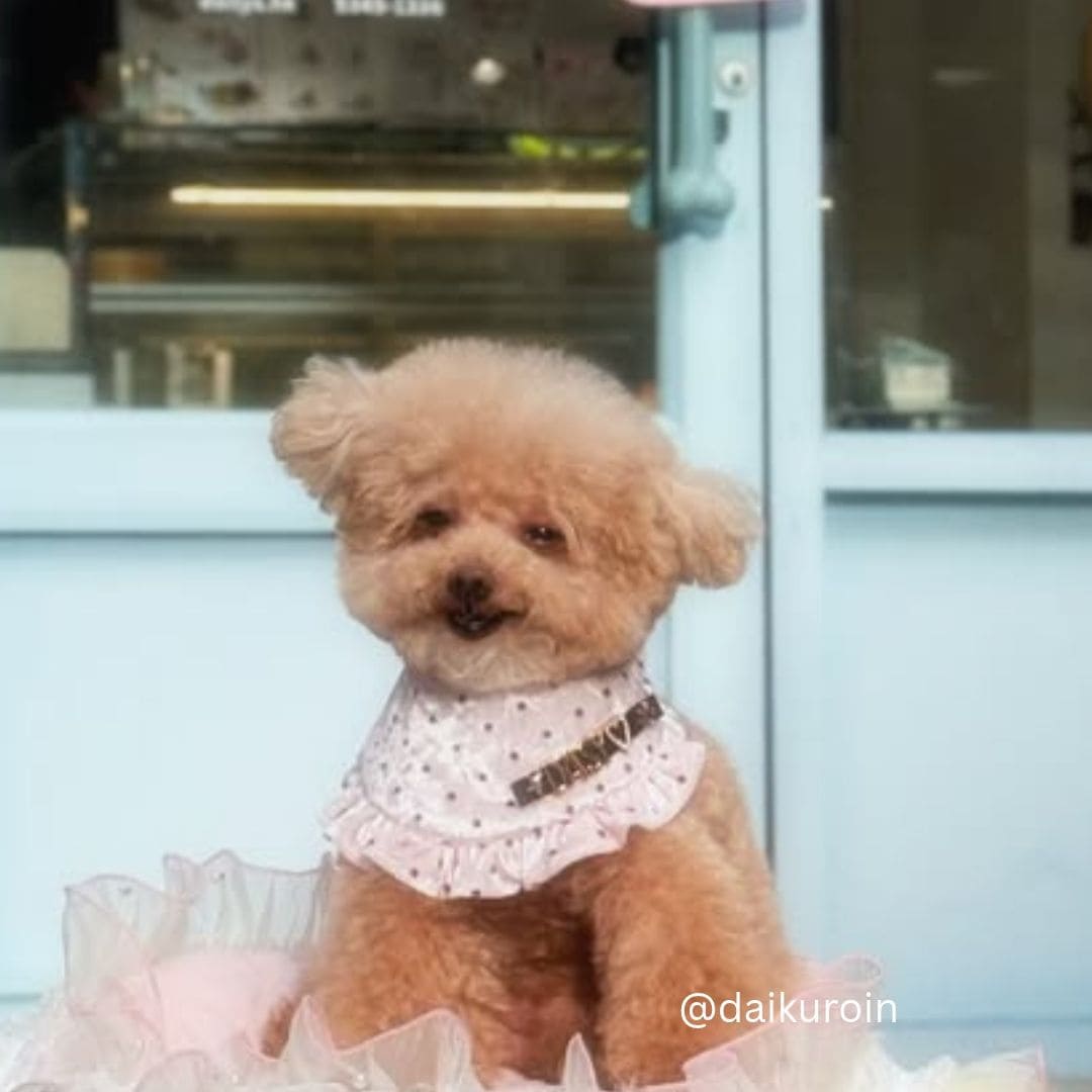 Soft Touch (Blush) - Pet Bib