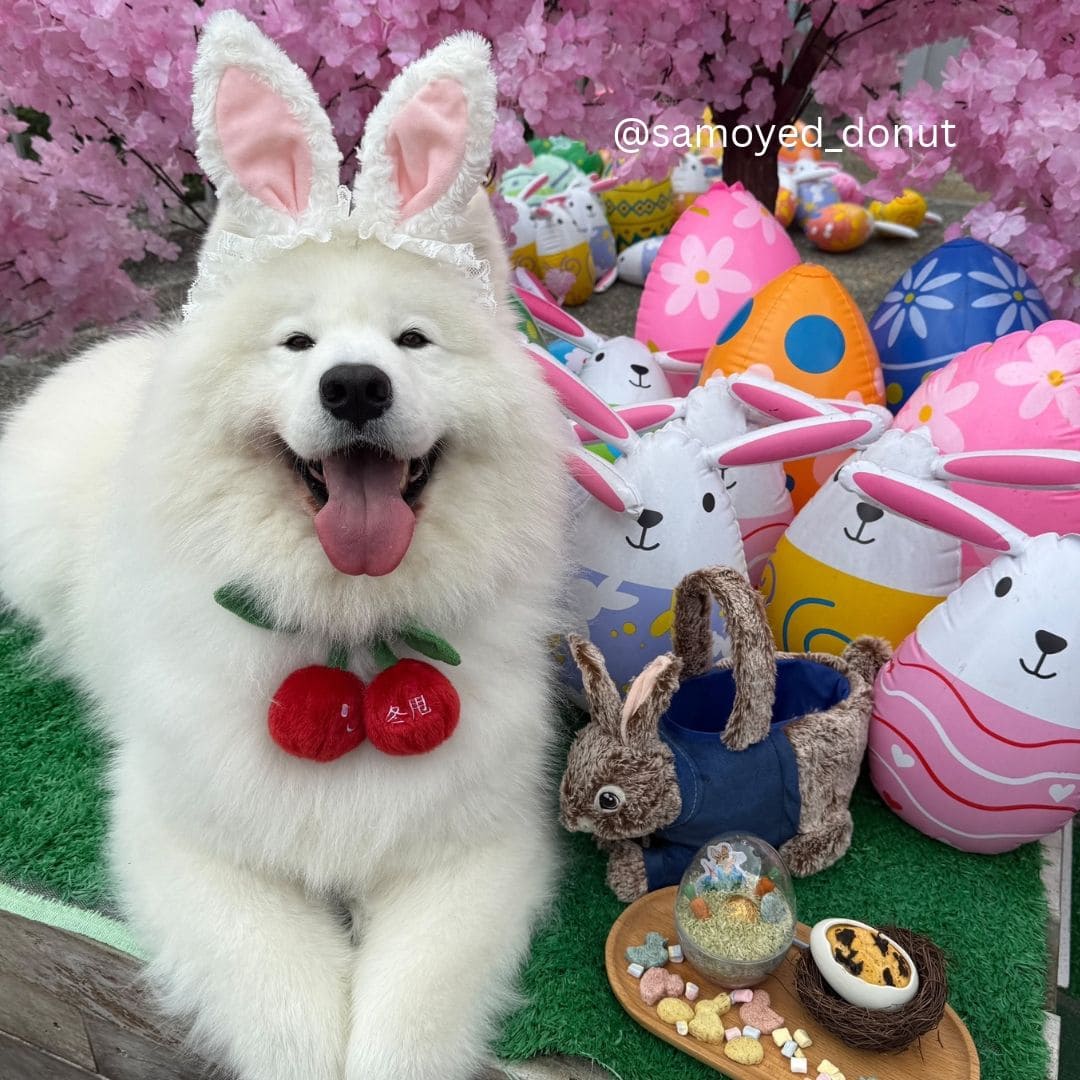 Cherry - Pet Bib