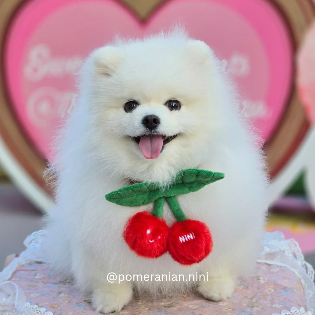 Cherry - Pet Bib